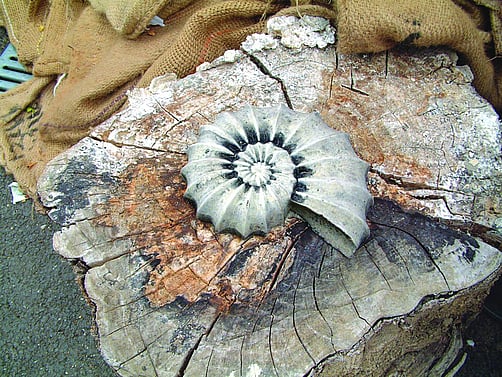 Ammonite Garden Statue