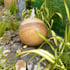 Large Rainbow Sandstone Sphere Water Feature