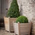 Churchill Large Spruce Planter Set