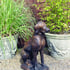 Pointer Statue in Umber