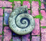 Large Stone Ammonite Garden Statue