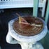 Round Aged Brass Sundial Top