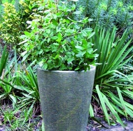 Grand Long Tom Stone Garden Pot