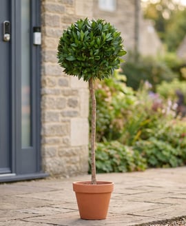 Artificial Bay Laurel Ball Tree 135cm (TL002B)