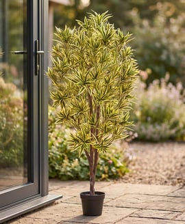 Artificial Dracaena Reflexa 170cm