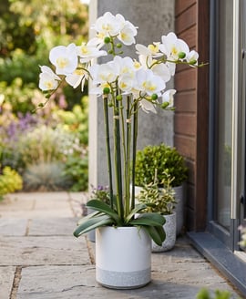 Artificial Phalaenopsis Real Touch Pot 70cm