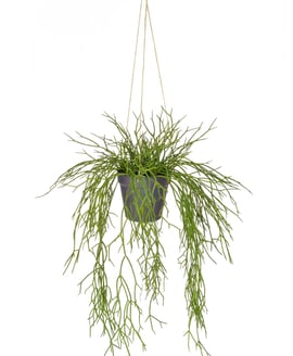 Artificial Hanging Succulent in Rusted Pot 55cm