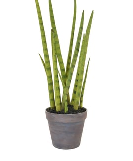 Artificial Sansevieria with Brown Pot 42.5cm