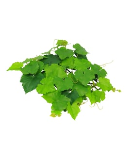 Artificial Topiary Mat Grape Vine 25x25cm Square Fire Retardant