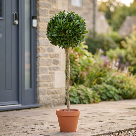 Artificial Bay Laurel Ball Tree 135cm (TL002B)