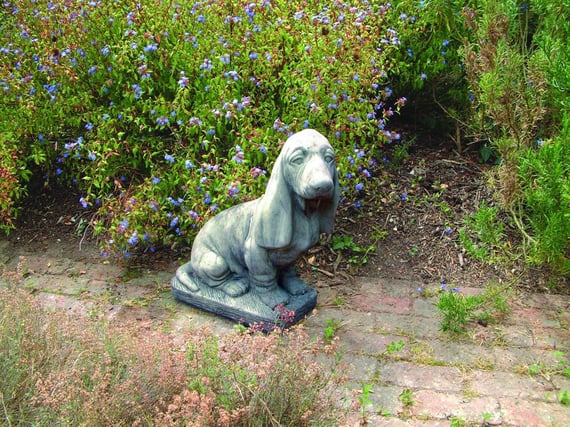 Large Bassett Hound Garden Statue Original Photo