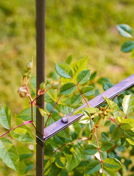 Farringdon Rose Arch Raw Metal Climbing Plants Garden