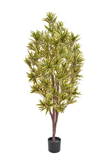 Artificial Dracaena Reflexa 170cm