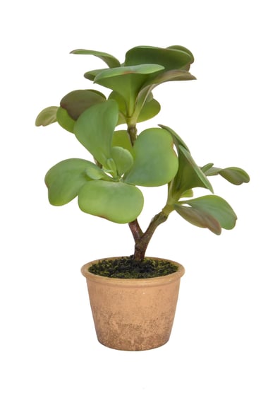 Artificial Succulent Green in Clay Pot 35cm