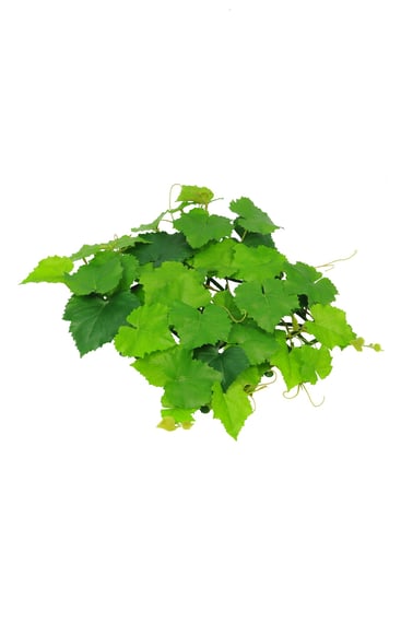 Artificial Topiary Mat Grape Vine 25x25cm Square Fire Retardant