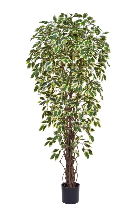 Artificial Ficus Liana Variegated 180cm Fire Retardant