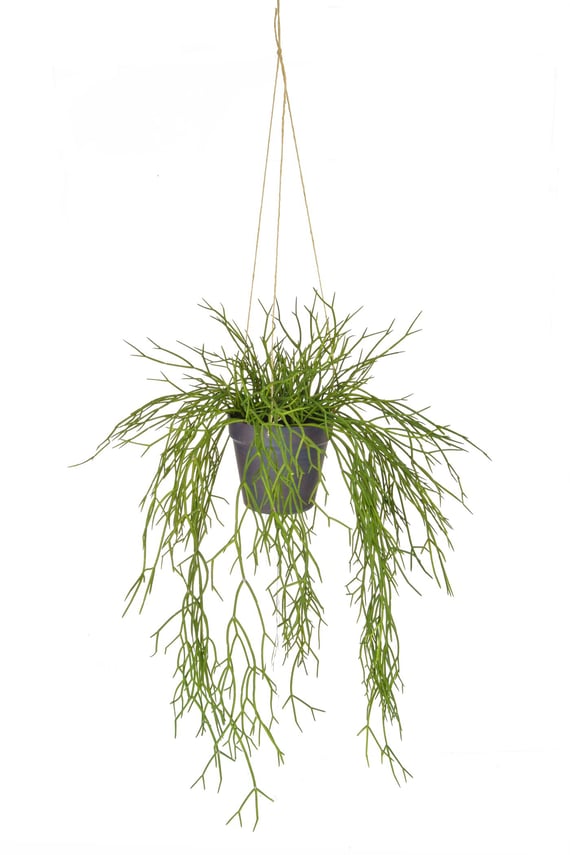 Artificial Hanging Succulent in Rusted Pot 55cm