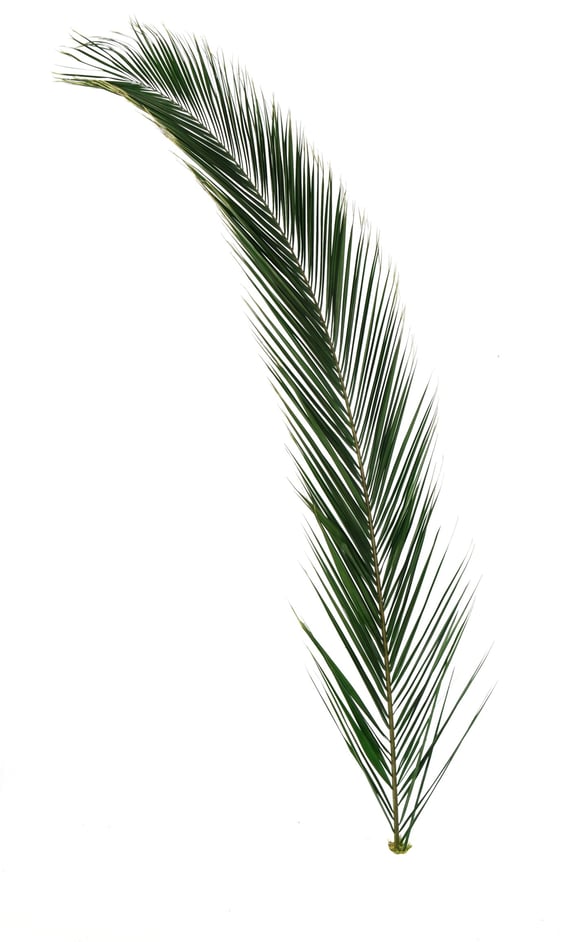 Artificial Foliage Prsvd Phoenix Frond 150 175cm