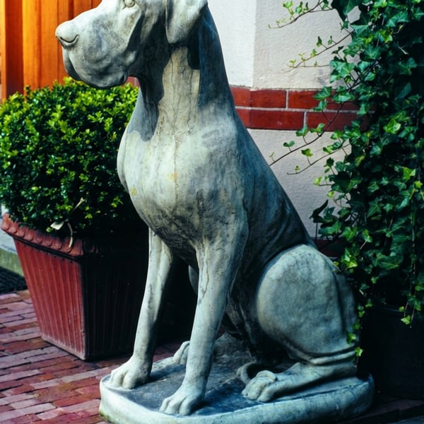 Life-size cast-stone Male Great Dane statue standing in a garden