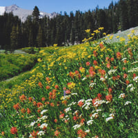 Wildlife Planting