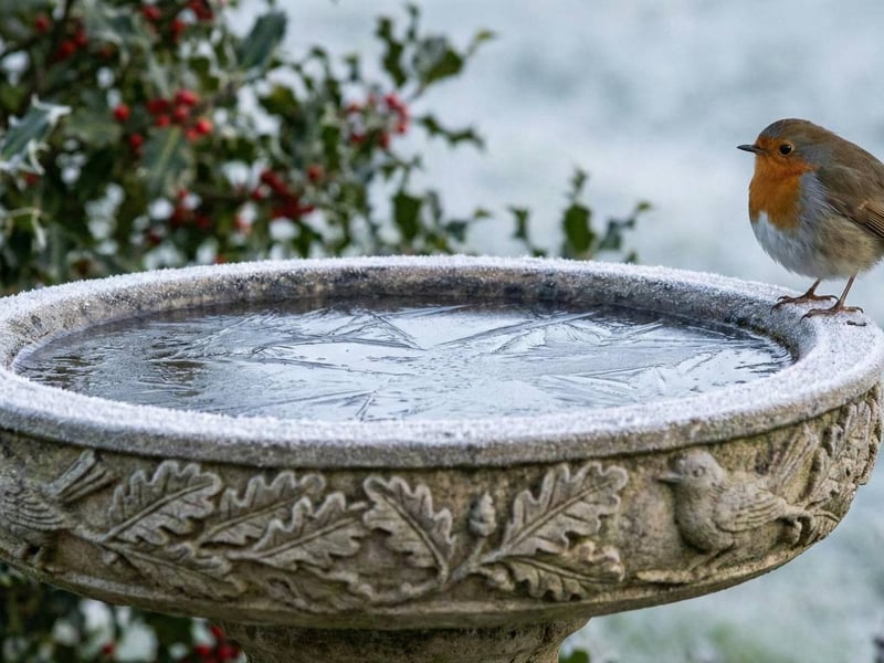 Classic stone bird bath covered in light frost with winter berries in background