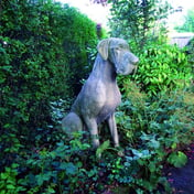 Male Great Dane Statue