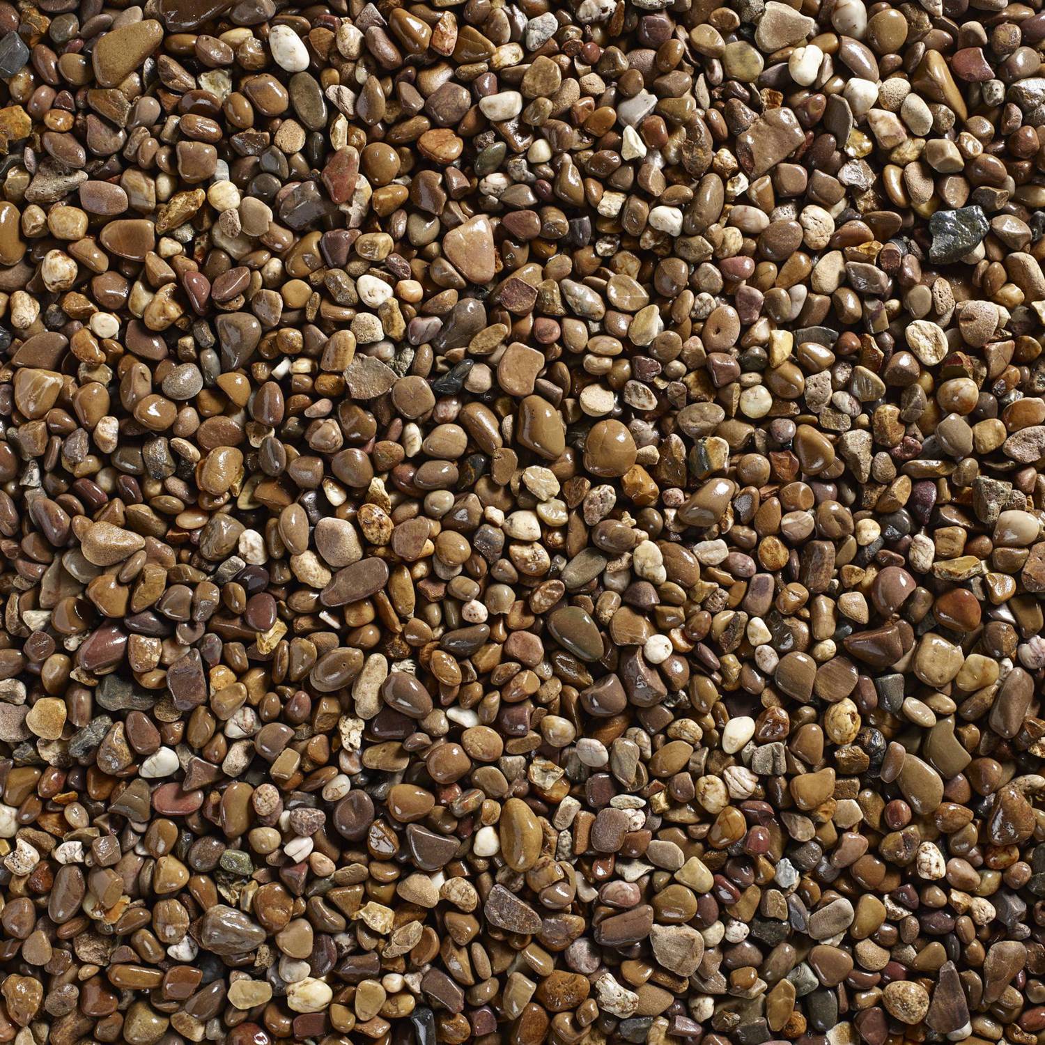 Coastal Decorative Pebbles Stones Wet