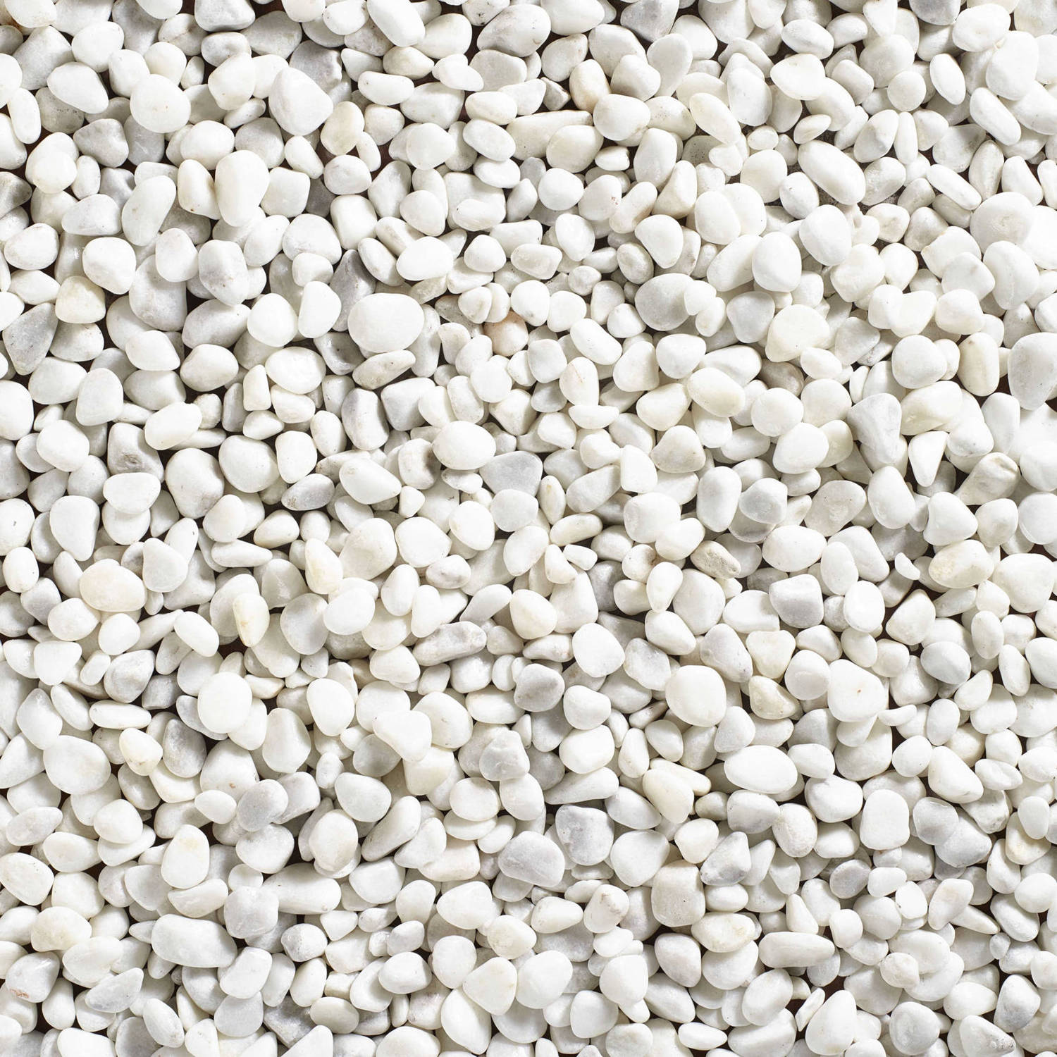 Coral White Decorative Pebbles Stones Wet