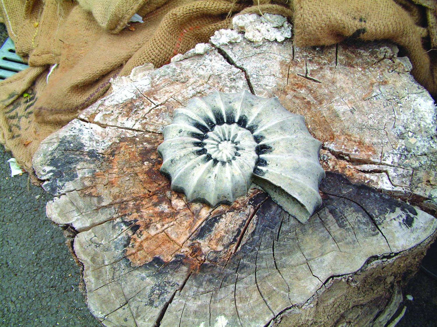 Ammonite Garden Statue